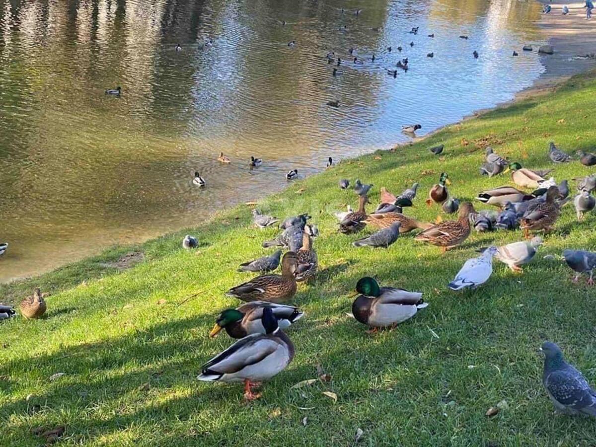 4к квартира ул. Самойло Кошки 126086618